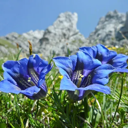 Alpstuga Soelle Enzian Huette